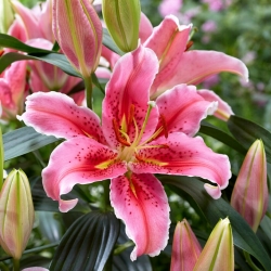 Lily 'Aspiration' - Oriental, Fragrant