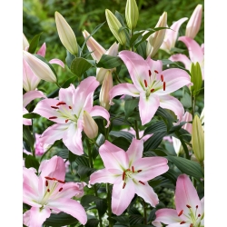 Lily 'Pink News' - Oriental, Fragrant - Giga Pack! - 50 pcs.