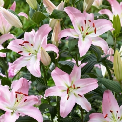 Lily 'Pink News' - Oriental, Fragrant - Large Pack! - 10 pcs.