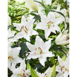 Lily 'Puresse' - Oriental, Fragrant - Giga Pack! - 50 pcs.