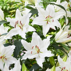 Lily 'Puresse' - Oriental, Fragrant - Large Pack! - 10 pcs.