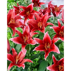 Giglio, Lilium „Red Flash” - orientale, profumato - Confezione gigante - 50 unità
