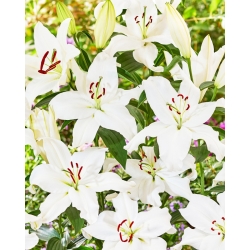 Lily 'Snowy Mountain' - Oriental, Fragrant - Large Pack! - 10 pcs.
