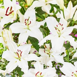 Lily 'Snowy Mountain' - Oriental, Fragrant - Large Pack! - 10 pcs.