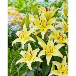 Dwarf Oriental Lily 'Gold Party' - Large Pack! - 10 pcs.