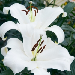 Lily 'Monte Bianco' - Large Pack! - 10 pcs.