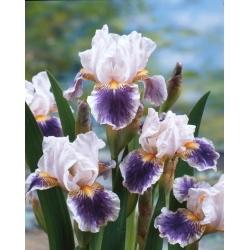 Giaggiolo, Iris germanica „American Patriot” - Confezione gigante - 50 unità