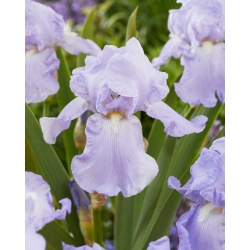 Iris 'Blue Sapphire' - Paquete grande! - 10 unidades