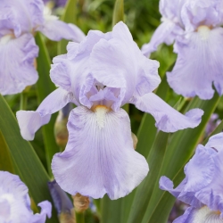 Iris «Blue Sapphire» - Grand paquet - 10 unités