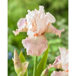 Giaggiolo, Iris germanica „Frappe”