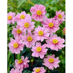 Herfstanemoon (Anemone hybrida) 'Serenade' - megapakket - 50 planten