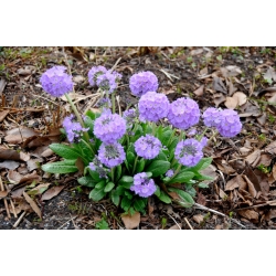 Prvosenka zoubkatá (Primula denticulata) - modrá - sazenice - Giga balíček! - 50 kusů