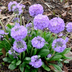 Prvosenka zoubkatá (Primula denticulata) - modrá - sazenice - Giga balíček! - 50 kusů