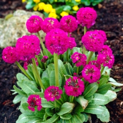 Primula (Primula denticulata) - rosa - piantine - Confezione gigante - 50 unità
