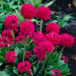 Примула (Primula denticulata) - червена - голям пакет - 10 бр.