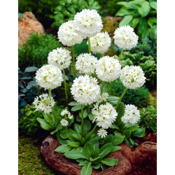 Primula denticulata, Drumstick Primula - White - Seedlings - Large Pack! - 10 pcs.