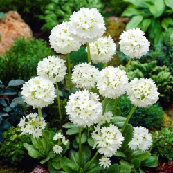 Kugelprimel, Primula denticulata - Weiß - Setzlinge - Gigapackung! - 50 Stk.