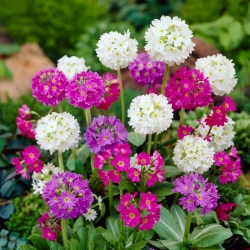 Prvosenka zoubkatá (Primula denticulata) - Mix - sazenice - Velký balíček! - 10 kusů