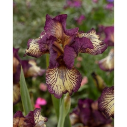 Iris germanică „Gnu Rayz” - Pachet gigantic - 50 unități