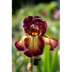 Iris 'Provencal' - Large Pack! - 10 pcs.