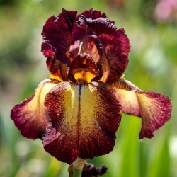 Giaggiolo, Iris germanica „Provencal” - Confezione grande - 10 unità