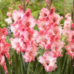 Gladiolus, Gladiole, Schwertblume 'Cherry Candy' - Großpackung! - 50 Stk.