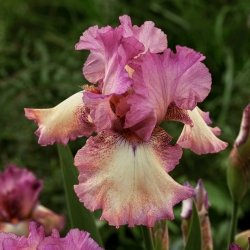Giaggiolo, Iris germanica „Returning Rose” - Confezione gigante - 50 unità