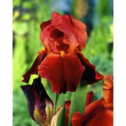 Giaggiolo, Iris germanica „Sultan's Palace” - Confezione grande - 10 unità