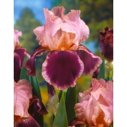 Giaggiolo, Iris germanica „Wine and Roses” - Confezione grande - 10 unità