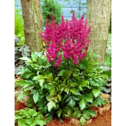 Pluimspirea (Astilbe) 'Elisabeth van Veen' - paars-rood - megapakket - 50 planten