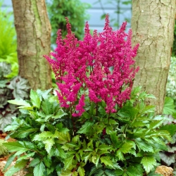Pluimspirea (Astilbe) 'Elisabeth van Veen' - paars-rood - groot pakket - 10 planten