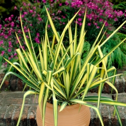 Fädige Palmlilie, Yucca filamentosa 'Color Guard' - Großpackung! - 10 Stk.