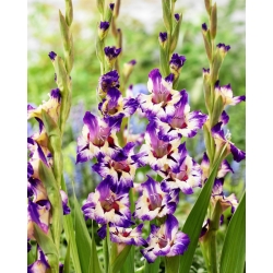 Gladiolus - Gladiolus 'Circus Color' - stor pakke - 50 stk