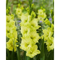 Gladiolus - Gladiolus 'Kio' - stor pakke - 50 stk