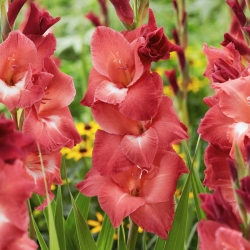 Gladiolus, Gladiole, Schwertblume 'Indian Summer' - Großpackung! - 50 Stk.
