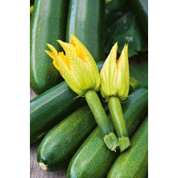 Flori comestibile - dovlecelul "Astra Polka"; zucchini - semințe
