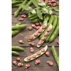 Broad Bean Crimson seeds - Vicia faba