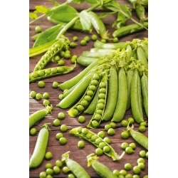 Pea "Wonder of Kelvedon" - with wrinkled seeds