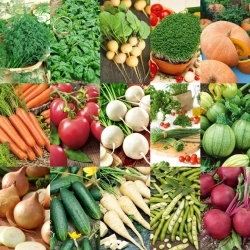 Sodintojo ABC: daržovių sodas nuo pradžių - 15 daržovių sėklų pakuočių rinkinys