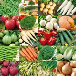 ABC-ul grădinarului: Grădină de legume de la zero - set de 20 pachete de semințe