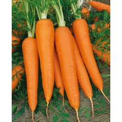 Морква "Flakkese 2 - Flacoro" - пізній сорт - 100 гр - 