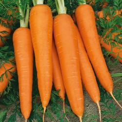 Morcov "Flakkese 2 - Flacoro" - varietate târzie - 4250 de semințe - Daucus carota