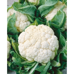Biely karfiol "Delta" - pre jarné, letné a jesenné pestovanie - 270 semien - Brassica oleracea L. var.botrytis L. - semená