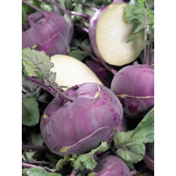 Kohlrabi "Blankyt" - fialová, extrémně robustní odrůda - 260 semen - Brassica oleracea var. Gongylodes L. - semena