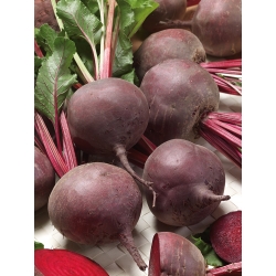 Củ cải đỏ "Bona" - Beta vulgaris - hạt