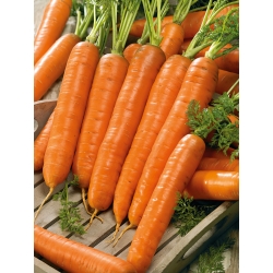 Zanahoria - Darina - Daucus carota - semillas