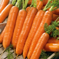 Carrot "Darina" - late variety
