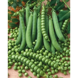 Biji kacang polong awal - Pisum sativum - 200 biji
