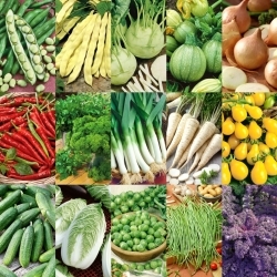 Descubrimientos vegetales: Para un gran comienzo - Conjunto de 15 paquetes de semillas