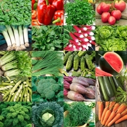 Zöldségkezdő készlet - 20 zöldségmag csomaggal